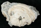 Clam Fossil with Golden Calcite Crystals - #14720-2